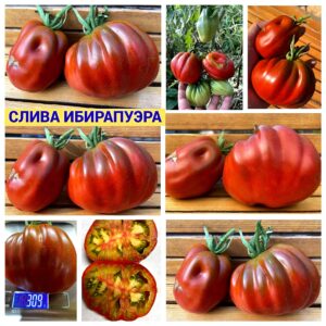 СЛИВА ИБИРАПУЭРА