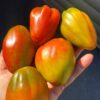 СЛИВА ИБИРАПУЭРА (IBIRAPUERA PLUM) - зелено-пурпурная сливка биколор, 3 семян 12392 СЛИВА ИБИРАПУЭРА 12392