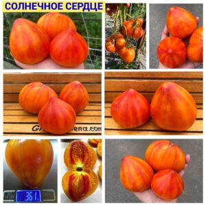СОЛНЕЧНОЕ СЕРДЦЕ