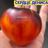 СЕРДЦЕ ДЕНИСА (DENIS'S HEART) - желто-синее сердечко, биколор, 5 семян 12512 СЕРДЦЕ ДЕНИСА 12512