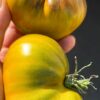 СЛАДКАЯ ТРОПИЧЕСКАЯ ГРУША (SWEET TROPICAL PEAR) - изумрудная груша-трюфель, 5 семян 12228 СЛАДКАЯ ТРОПИЧЕСКАЯ ГРУША 12228