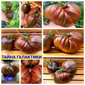 ТАЙНА ГАЛАКТИКИ