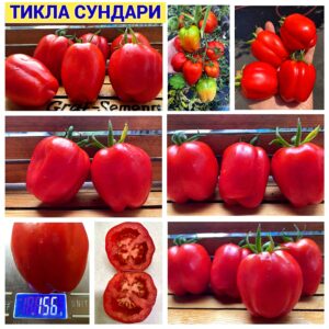 ТИКЛА СУНДАРИ