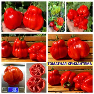 ТОМАТНАЯ ХРИЗАНТЕМА