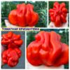 ТОМАТНАЯ ХРИЗАНТЕМА (TOMATO CHRYSANTHEMUM) - рифленый красный трюфель-цветок, 5 семян 11745 ТОМАТНАЯ ХРИЗАНТЕМА 11745