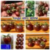 ТОНДО НЕРО ЧЕРРИ (TONDO NERO CHERRY) - шоколадный черри, 10 семян ТОНДО НЕРО ЧЕРРИ