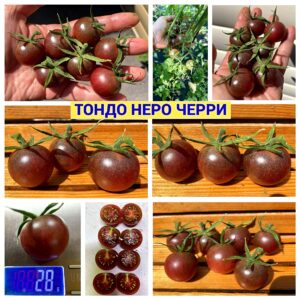 ТОНДО НЕРО ЧЕРРИ
