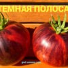 ТЕМНАЯ ПОЛОСА (DARK STREAM) - малиново-синий округло-приплюснутый, антоциан, 10 семян 12503 ТЕМНАЯ ПОЛОСА 12503