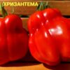 ТОМАТНАЯ ХРИЗАНТЕМА (TOMATO CHRYSANTHEMUM) - рифленый красный трюфель-цветок, 5 семян 11606 ТОМАТНАЯ ХРИЗАНТЕМА 11606