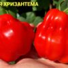 ТОМАТНАЯ ХРИЗАНТЕМА (TOMATO CHRYSANTHEMUM) - рифленый красный трюфель-цветок, 5 семян 11608 ТОМАТНАЯ ХРИЗАНТЕМА 11608