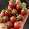 ТОНДО НЕРО ЧЕРРИ (TONDO NERO CHERRY) - шоколадный черри, 10 семян 12174 ТОНДО НЕРО ЧЕРРИ 12174