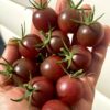 ТОНДО НЕРО ЧЕРРИ (TONDO NERO CHERRY) - шоколадный черри, 10 семян 12177 ТОНДО НЕРО ЧЕРРИ 12177