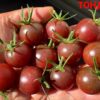 ТОНДО НЕРО ЧЕРРИ (TONDO NERO CHERRY) - шоколадный черри, 10 семян 12176 ТОНДО НЕРО ЧЕРРИ 12176