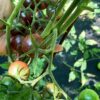 ТОНДО НЕРО ЧЕРРИ (TONDO NERO CHERRY) - шоколадный черри, 10 семян 12419 ТОНДО НЕРО ЧЕРРИ 12419