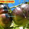 ТРИУМФ СОФИИ (TRIUMPH OF SOPHIA) - ХИТ СЕЗОНА! триколор-бифштекс, антоциан, 5 семян 12328 ТРИУМФ СОФИИ 12328