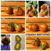 УЛЫБКА ВИКТОРИИ (VICTORIA SMILE) - зеленый полосатый трюфель, 5 семян УЛЫБКА ВИКТОРИИ