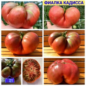 ФИАЛКА КАДИССА