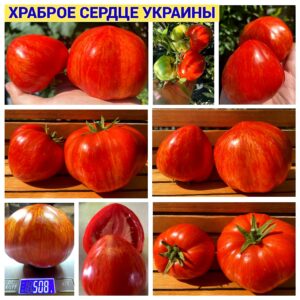 ХРАБРОЕ СЕРДЦЕ УКРАИНЫ