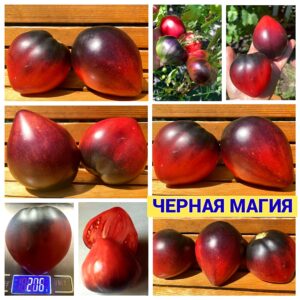ЧЕРНАЯ МАГИЯ
