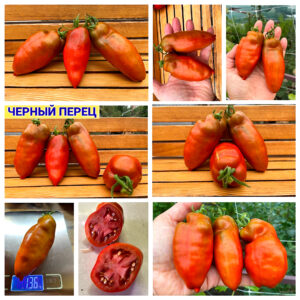 ЧЕРНЫЙ ПЕРЕЦ