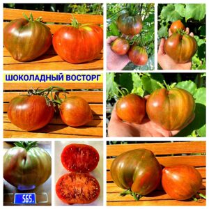 ШОКОЛАДНЫЙ ВОСТОРГ