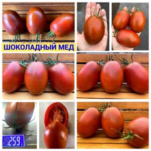 ШОКОЛАДНЫЙ МЕД