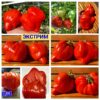 ЭКСТРИМ (EXTREME) - красное крупное сердце-слива, 3 семян ЭКСТРИМ