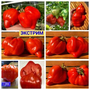 ЭКСТРИМ