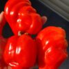 ЭКСТРИМ (EXTREME) - красное крупное сердце-слива, 3 семян 12312 ЭКСТРИМ 12312