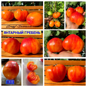 ЯНТАРНЫЙ ГРЕБЕНЬ