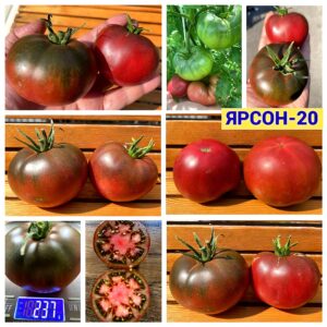 ЯРСОН-20
