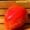 ЯНТАРНЫЙ ГРЕБЕНЬ (AMBER COMB, YANTARNYY GREBEN') - сладкое сердце биколор, 5 семян 12352 ЯНТАРНЫЙ ГРЕБЕНЬ 12352