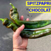ШПИЦПАПРИКА ШОКОЛАД (Spitzpaprika Chocolate) - гигантская шоколадная капия, 3 семян 12554 SHPITZPAPRICA CHОCОLATE 12554