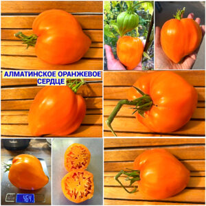 АЛМАТИНСКОЕ ОРАНЖЕВОЕ СЕРДЦЕ (ORANGE HEART OF ALMATY) - золотое сердце, 5 семян АЛМАТИНСКОЕ ОРАНЖЕВОЕ СЕРДЦЕ