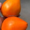 АЛМАТИНСКОЕ ОРАНЖЕВОЕ СЕРДЦЕ 13866