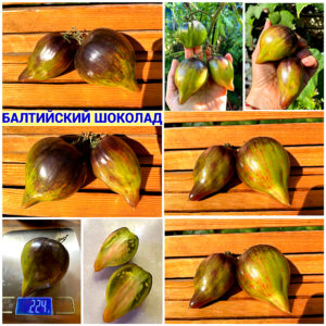БАЛТИЙСКИЙ ШОКОЛАД