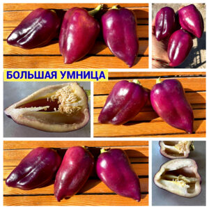БОЛЬШАЯ УМНИЦА