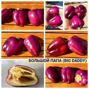 БОЛЬШОЙ ПАПА
