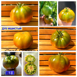 ДУБ МШИСТЫЙ