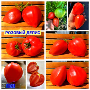 РОЗОВЫЙ ДЕЛИС
