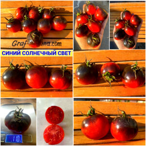 СИНИЙ СОЛНЕЧНЫЙ СВЕТ