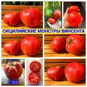 СИЦИЛИЙСКИЕ МОНСТРЫ ВИНСЕНТА