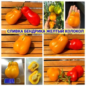 СЛИВКА БЕНДРИКА ЖЕЛТЫЙ КОЛОКОЛ