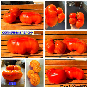СОЛНЕЧНЫЙ ПЕРСИК