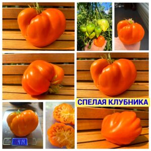 СПЕЛАЯ КЛУБНИКА