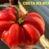 СВЕТА ИЗ ИТАЛИИ 12366