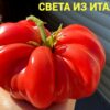 СВЕТА ИЗ ИТАЛИИ 12368
