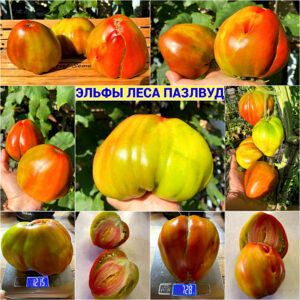 ЭЛЬФЫ ЛЕСА ПАЗЛВУД