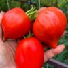 ВОЛШЕБНАЯ РАДУГА СОФИИ КРАСНАЯ (SOFIA'S MAGIC RAINBOW RED) - красное сердце, 3 семян 12628 Волшебная радуга Софии (красная) 12628