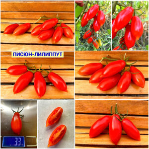 ПИСЮН-ЛИЛИППУТ (PISYUN-LILIPPUT) - красная черри-сливка, 5 семян ПИСЮН-ЛИЛИППУТ